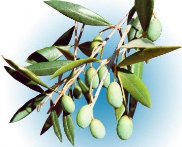 olivier (1)