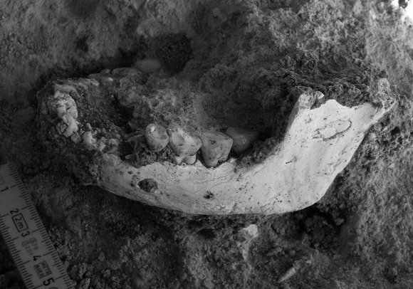 La mandibule complète d’Homo mauritanicus de la carrière Thomas I, découverte en 2008.